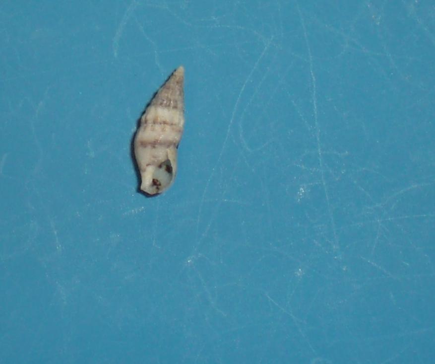 Cerithium lividulum?